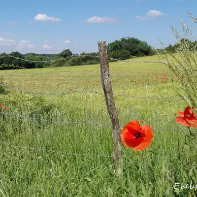 Campagnac : champ et coquelicots sur le plateau